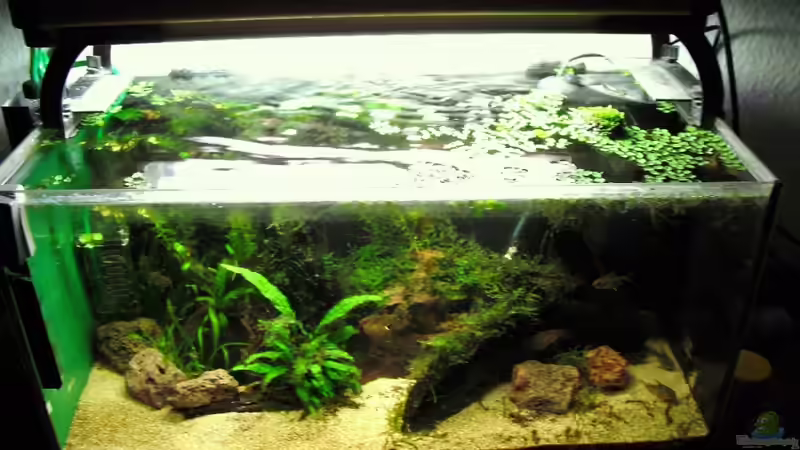 Aquarium Amazon Inspire von MiCa (2)
