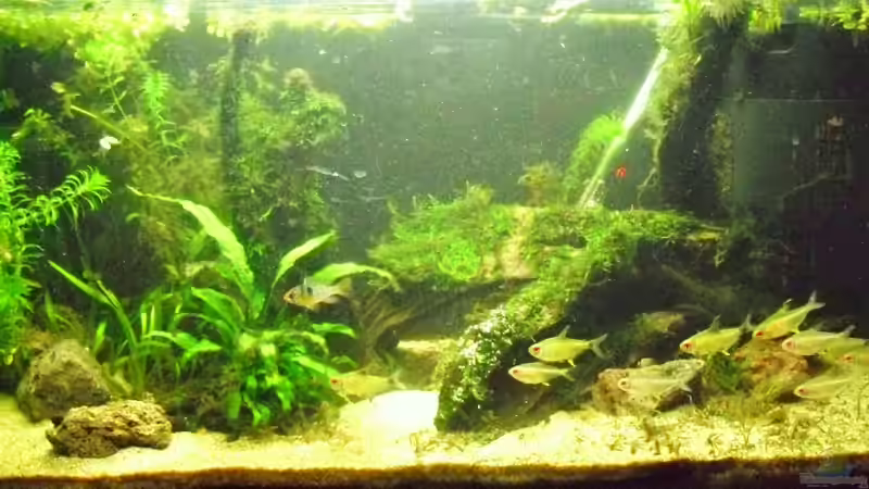 Aquarium Amazon Inspire von MiCa (4)