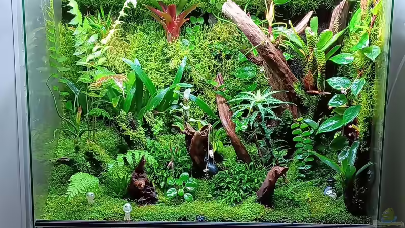 Aquarium Amazon von Junglist (4)