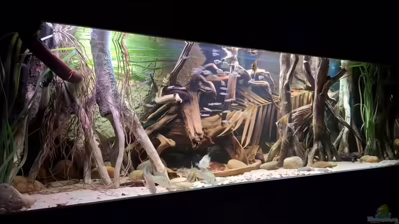 Aquarium Amazonas - Wasserwelt von Agua viva (2)