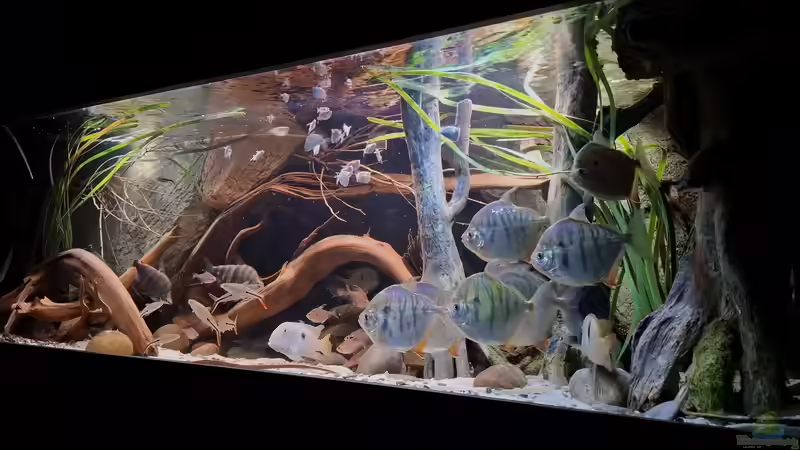 Aquarium Amazonas - Wasserwelt von Agua viva (2)