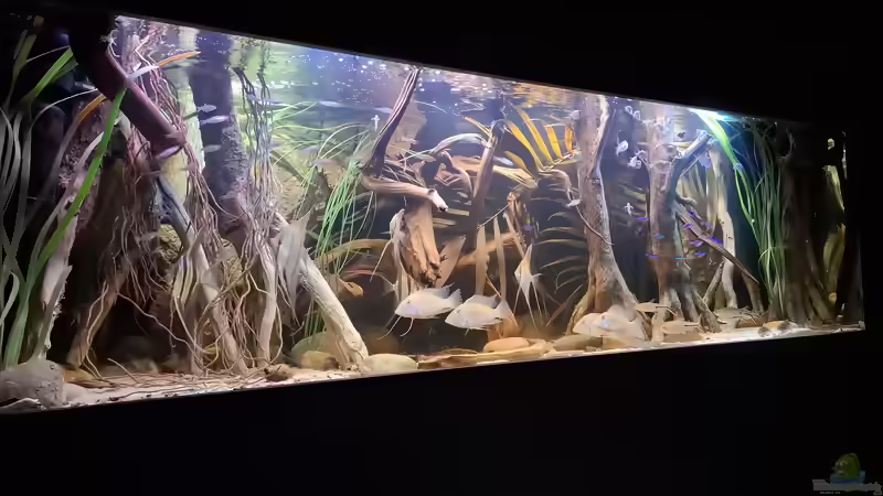 Aquarium Amazonas - Wasserwelt von Agua viva (2)