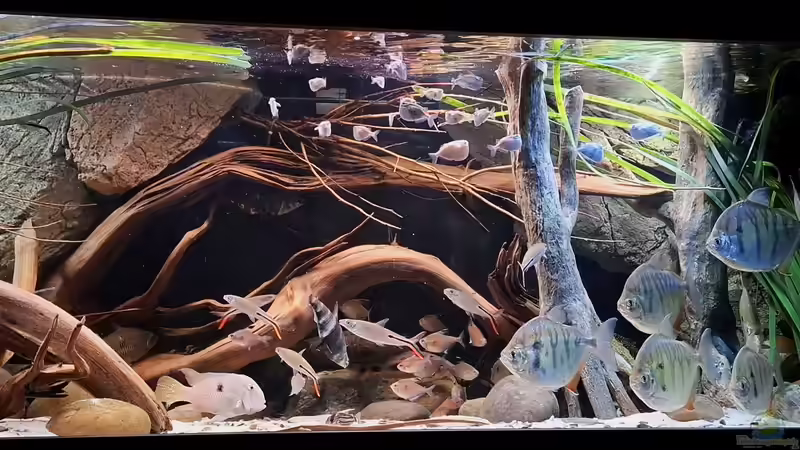 Aquarium Amazonas - Wasserwelt von Agua viva (3)