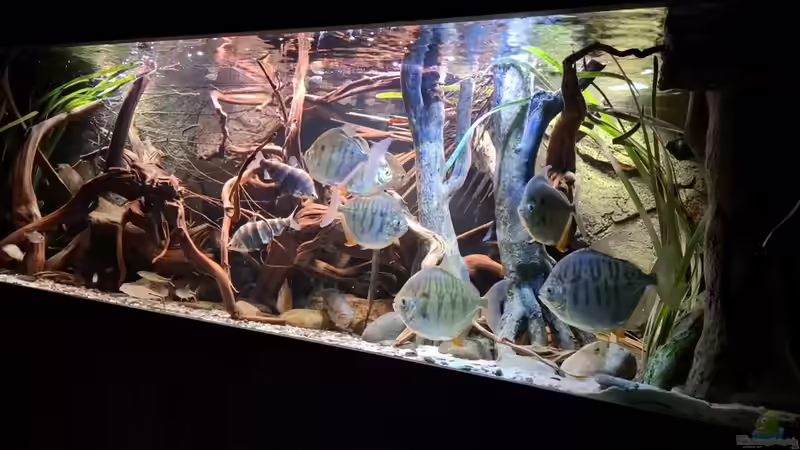 Aquarium Amazonas - Wasserwelt von Agua viva (4)