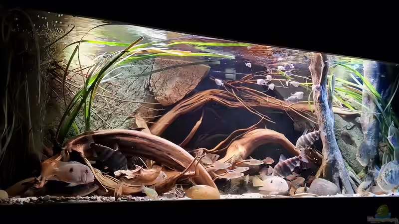 Aquarium Amazonas - Wasserwelt von Agua viva (4)