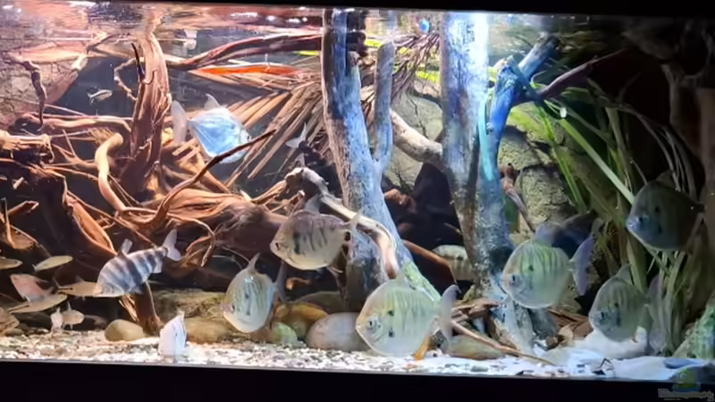 Aquarium Amazonas - Wasserwelt von Agua viva (5)