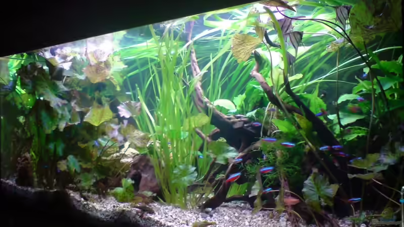 Aquarium Amazonas - Zwergbuntbarsche &amp; Co (Aufgelöst) von Life (2)