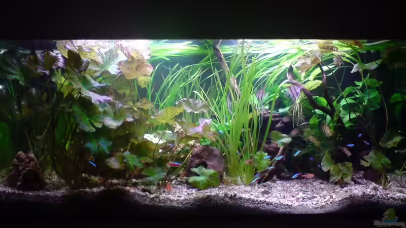 Aquarium Amazonas - Zwergbuntbarsche &amp; Co (Aufgelöst) von Life (3)