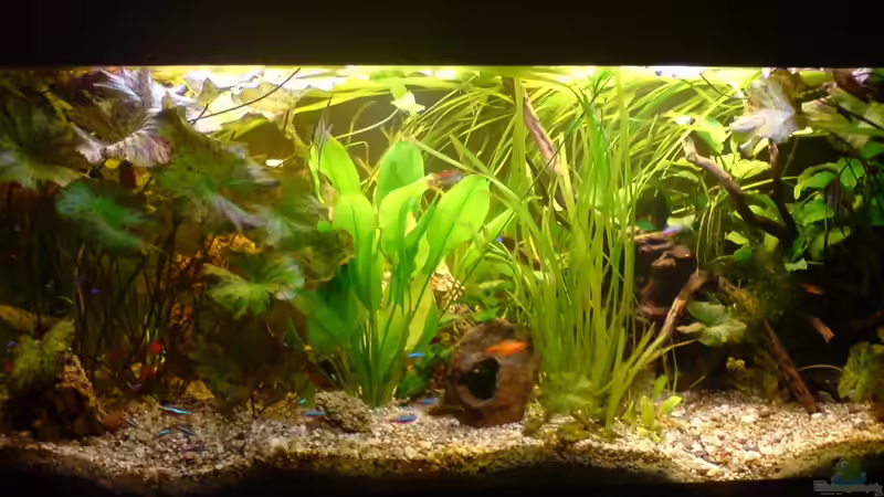 Aquarium Amazonas - Zwergbuntbarsche &amp; Co (Aufgelöst) von Life (5)