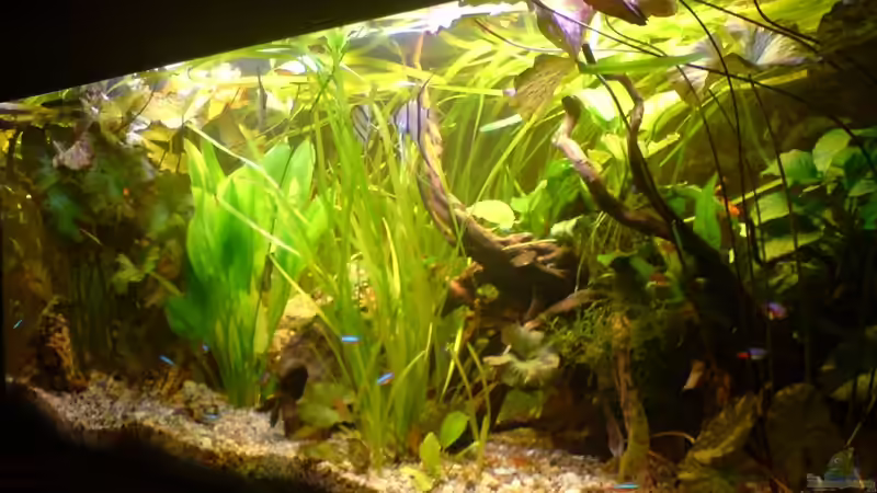 Aquarium Amazonas - Zwergbuntbarsche &amp; Co (Aufgelöst) von Life (6)