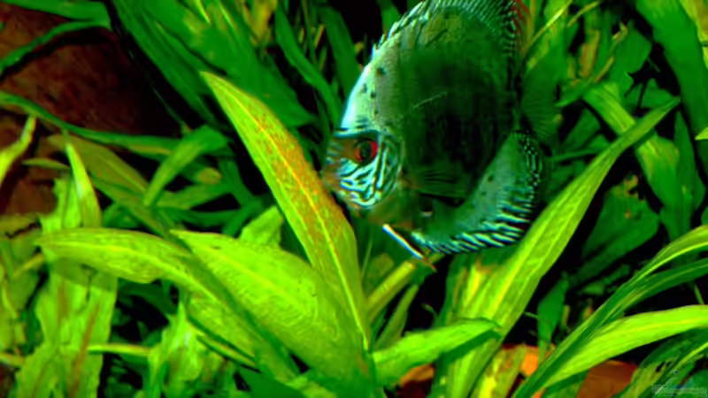 Aquarium Amazonas  nur noch Beispiel von peaches (13)