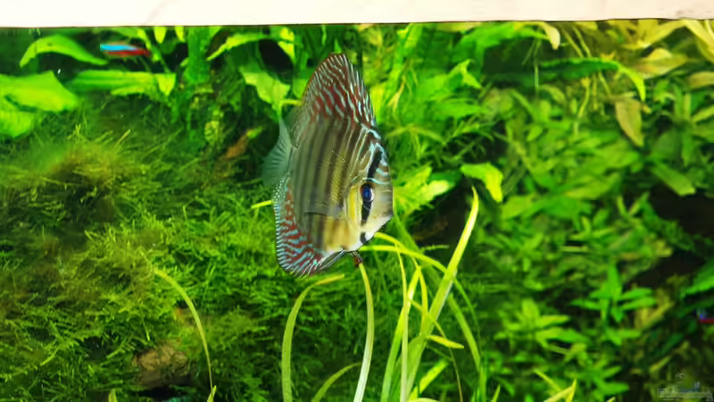 Aquarium Amazonas  nur noch Beispiel von peaches (3)