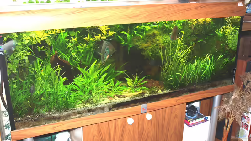 Aquarium Amazonas  nur noch Beispiel von peaches (4)