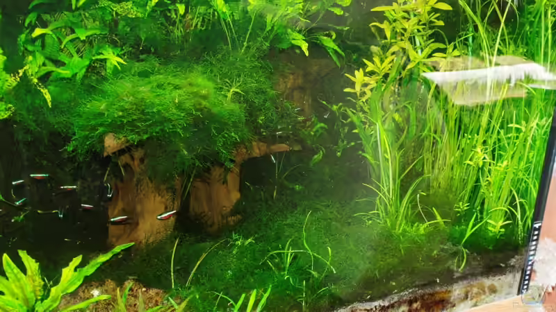 Aquarium Amazonas  nur noch Beispiel von peaches (6)