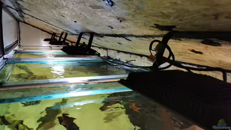 Aquarium Amazonas 4500l von Fritz Gartner (2)