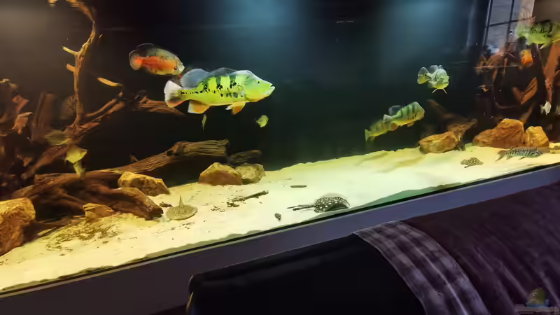 Aquarium Amazonas 4500l von Fritz Gartner (4)