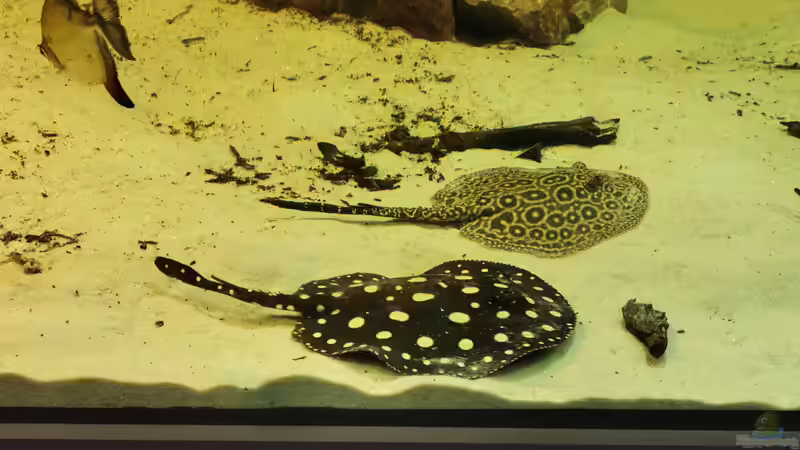 Aquarium Amazonas 4500l von Fritz Gartner (5)