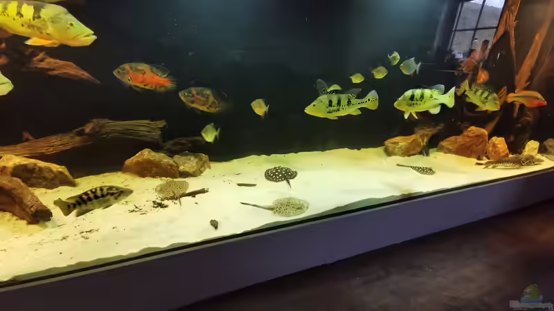 Aquarium Amazonas 4500l von Fritz Gartner (6)