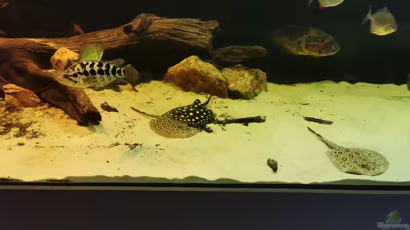 Aquarium Amazonas 4500l von Fritz Gartner (8)