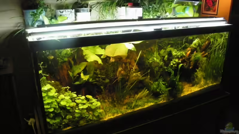 Aquarium ~Amazonas~ Amano-Stil von Diskus-Freak®aka Benny&Anja (2)