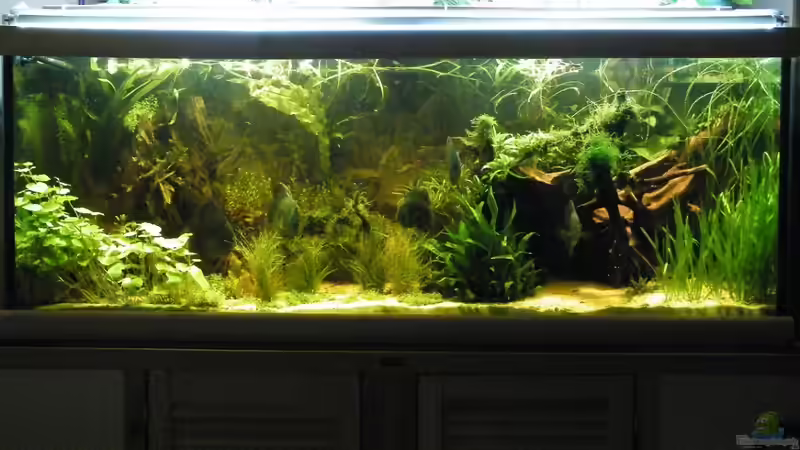 Aquarium ~Amazonas~ Amano-Stil von Diskus-Freak®aka Benny&Anja (5)