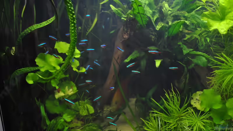 Aquarium Amazonas &quot;nur noch Beispiel abgebaut 10/21&quot; von signo (37)