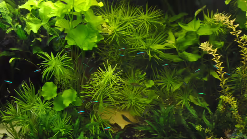 Aquarium Amazonas &quot;nur noch Beispiel abgebaut 10/21&quot; von signo (38)