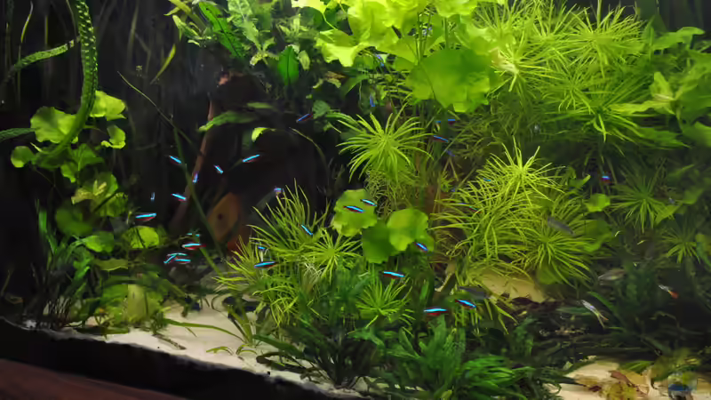 Aquarium Amazonas "nur noch Beispiel abgebaut 10/21" von signo (39)