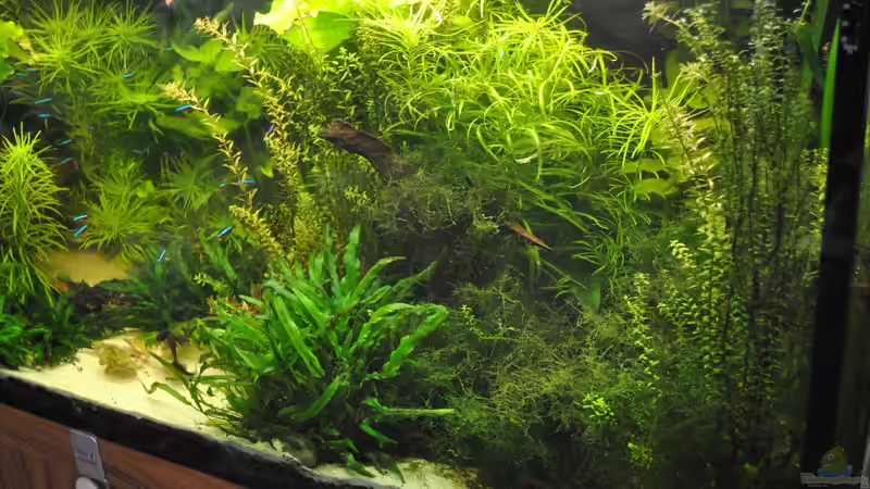 Aquarium Amazonas &quot;nur noch Beispiel abgebaut 10/21&quot; von signo (40)