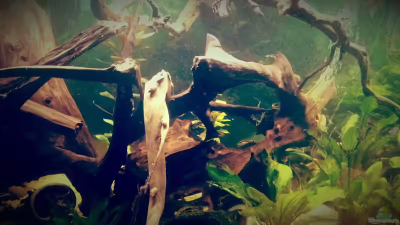 Aquarium Amazonas &quot;Regenzeit&quot; von AqUaFr34K (10)