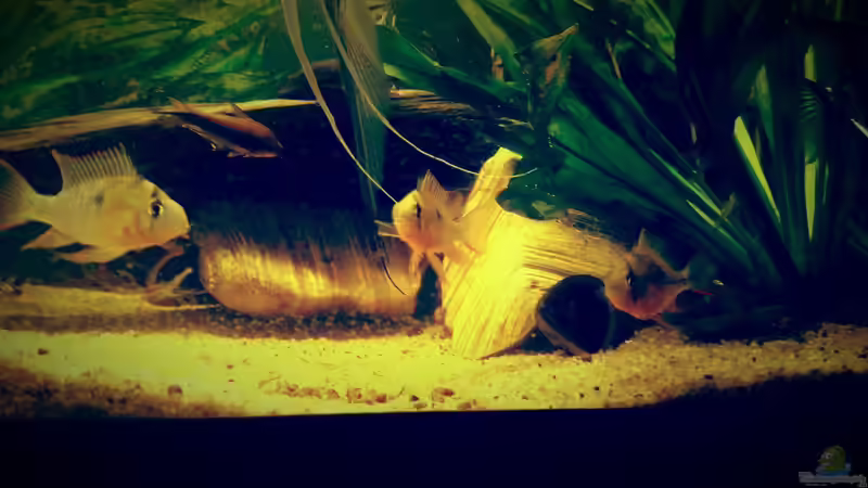 Aquarium Amazonas &quot;Regenzeit&quot; von AqUaFr34K (11)