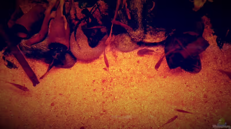 Aquarium Amazonas &quot;Regenzeit&quot; von AqUaFr34K (12)