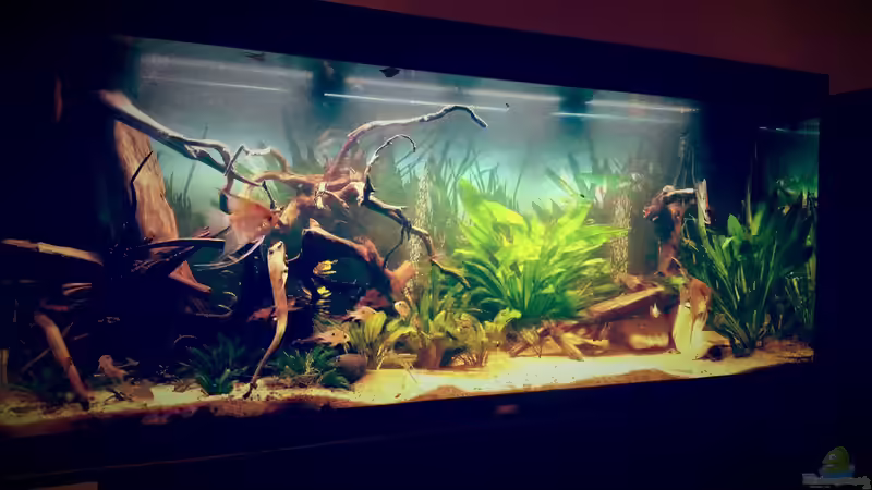 Aquarium Amazonas &quot;Regenzeit&quot; von AqUaFr34K (2)