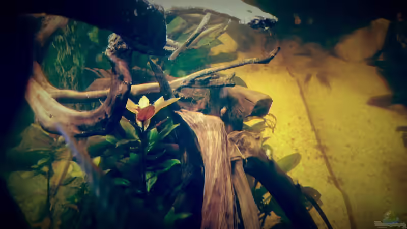 Aquarium Amazonas "Regenzeit" von AqUaFr34K (4)