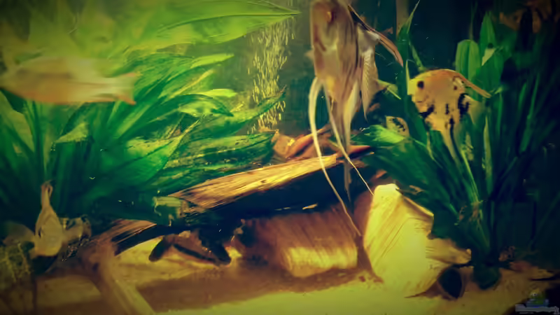 Aquarium Amazonas &quot;Regenzeit&quot; von AqUaFr34K (5)