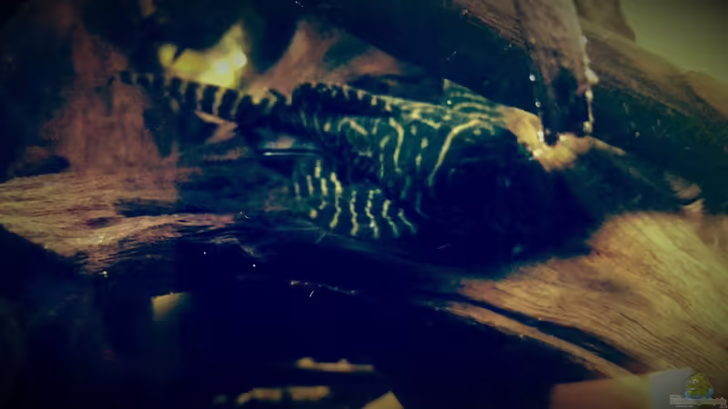 Aquarium Amazonas &quot;Regenzeit&quot; von AqUaFr34K (6)