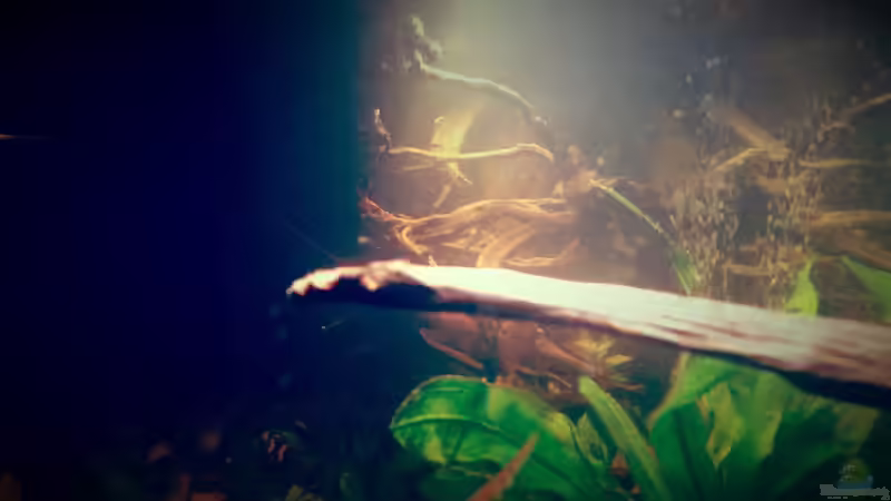 Aquarium Amazonas "Regenzeit" von AqUaFr34K (8)