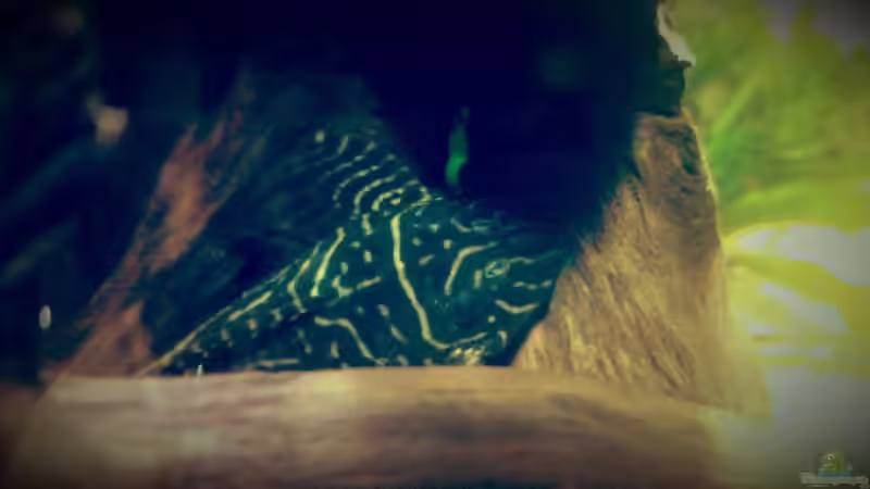 Aquarium Amazonas "Regenzeit" von AqUaFr34K (9)