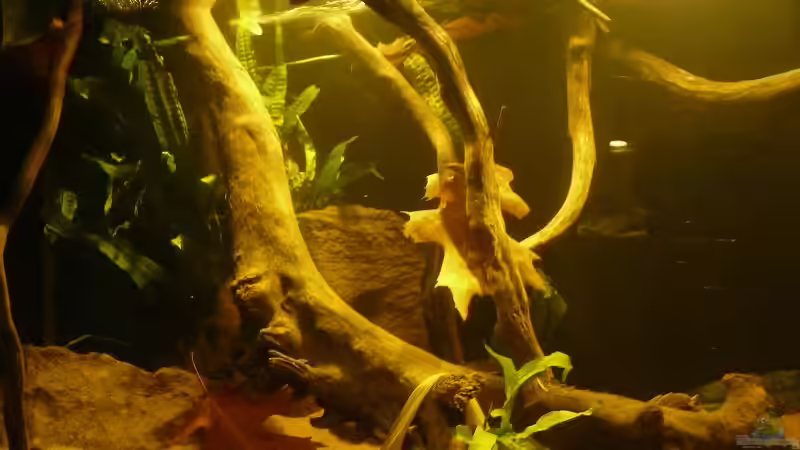 Aquarium Amazonas Aufzucht (aufgelöst) von Zigermandli (2)