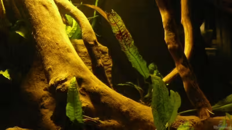 Aquarium Amazonas Aufzucht (aufgelöst) von Zigermandli (4)
