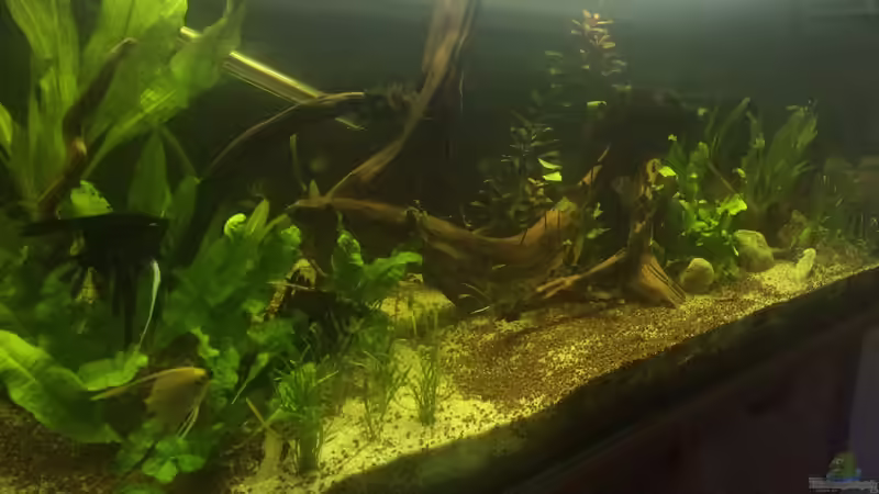Aquarium Amazonas Becken  Aufgelöst von Ragner (4)