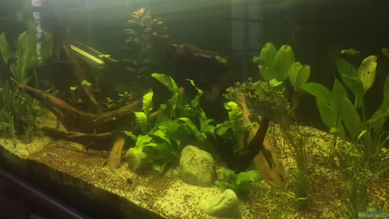 Aquarium Amazonas Becken  Aufgelöst von Ragner (5)