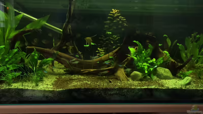 Aquarium Amazonas Becken  Aufgelöst von Ragner (6)