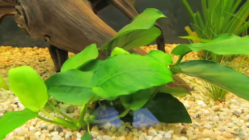 Aquarium Amazonas Becken von Alex B. (2)