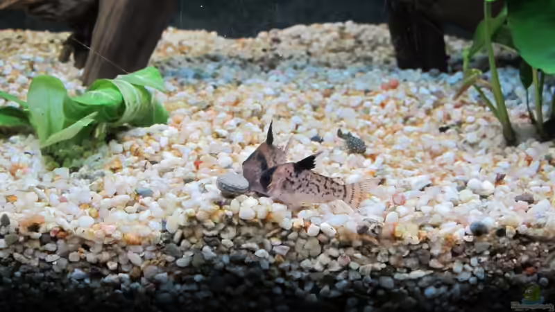 Aquarium Amazonas Becken von Alex B. (21)