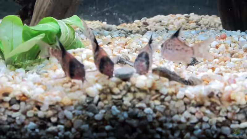 Aquarium Amazonas Becken von Alex B. (22)