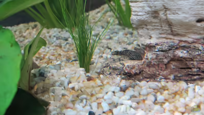 Aquarium Amazonas Becken von Alex B. (24)