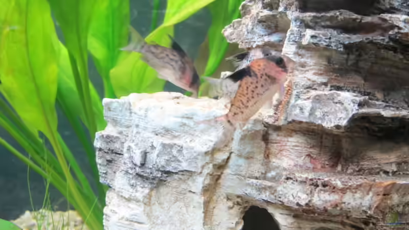 Aquarium Amazonas Becken von Alex B. (26)