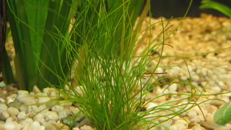 Aquarium Amazonas Becken von Alex B. (4)