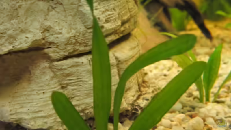 Aquarium Amazonas Becken von Alex B. (5)